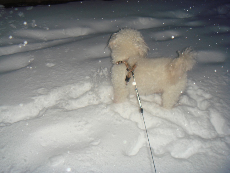 MILAINE F BICHON  12 ANS SPA GIEN (45) ADOPTEE PAR DAYSIE  - Page 2 194193DSC07302