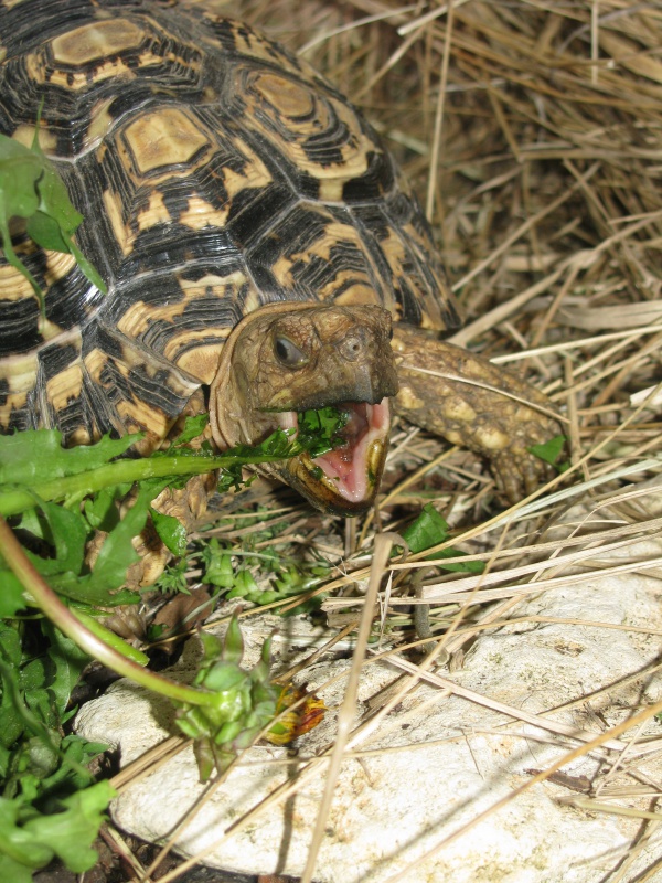 ☀ 2ème Concours-Photos Tortues-Du-Monde : La photo de tortue la plus expressive ☀ 195783IMG5103