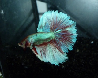 nouveau betta, forme et couleur ?  196210P1030357