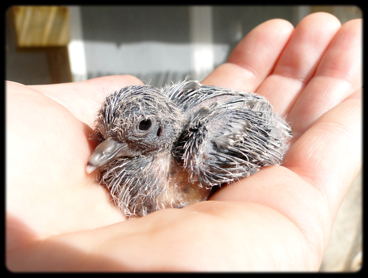 - Un bébé ce matin et de superbes photos (G. cuneata). 196388221