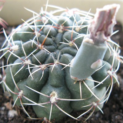 Gymnocalycium baldianum  196649cki