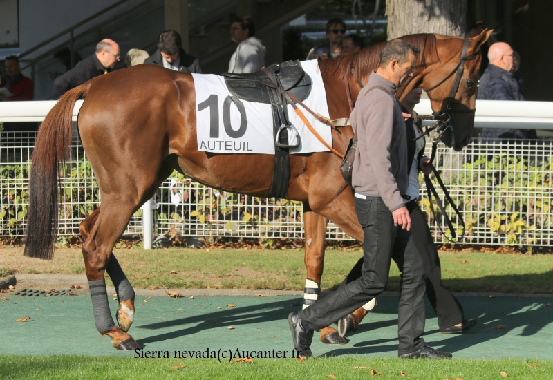 Photos Auteuil 9-10-2016 1966825J6A7845