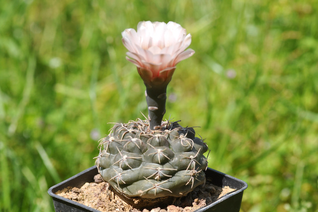 GYMNOCALYCIUM !!! - Page 5 196922albureolatump220120620003