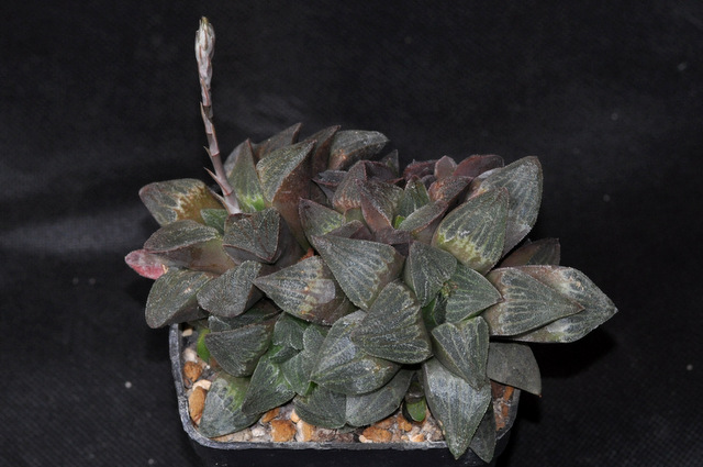 Haworthia à rempoter ! 197017pygmeae