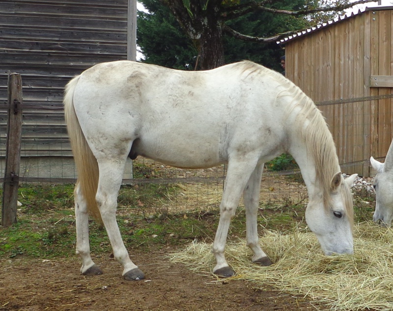  OROUK DE PREJEURIN, hongre arabe-barbe 17,19% 198912DSC059571