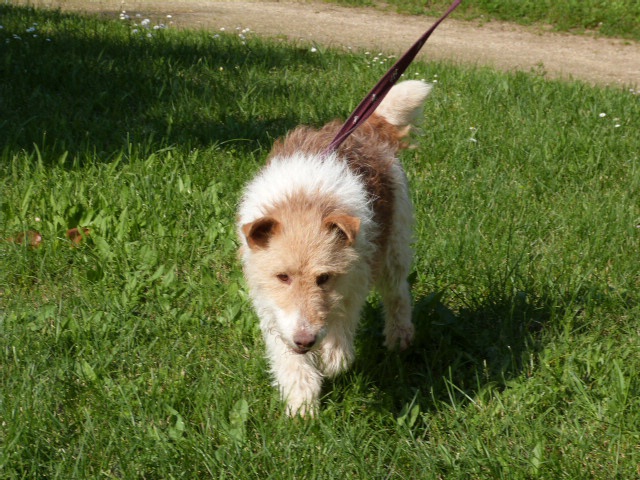 VOYOU Fox Terrier 10 ans - Spa de Poitiers (86) 200097119rVoyou5