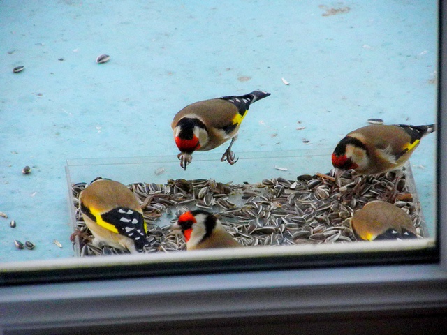 Les photos des oiseaux qui viennent à ma mangeoire 2001905chardon