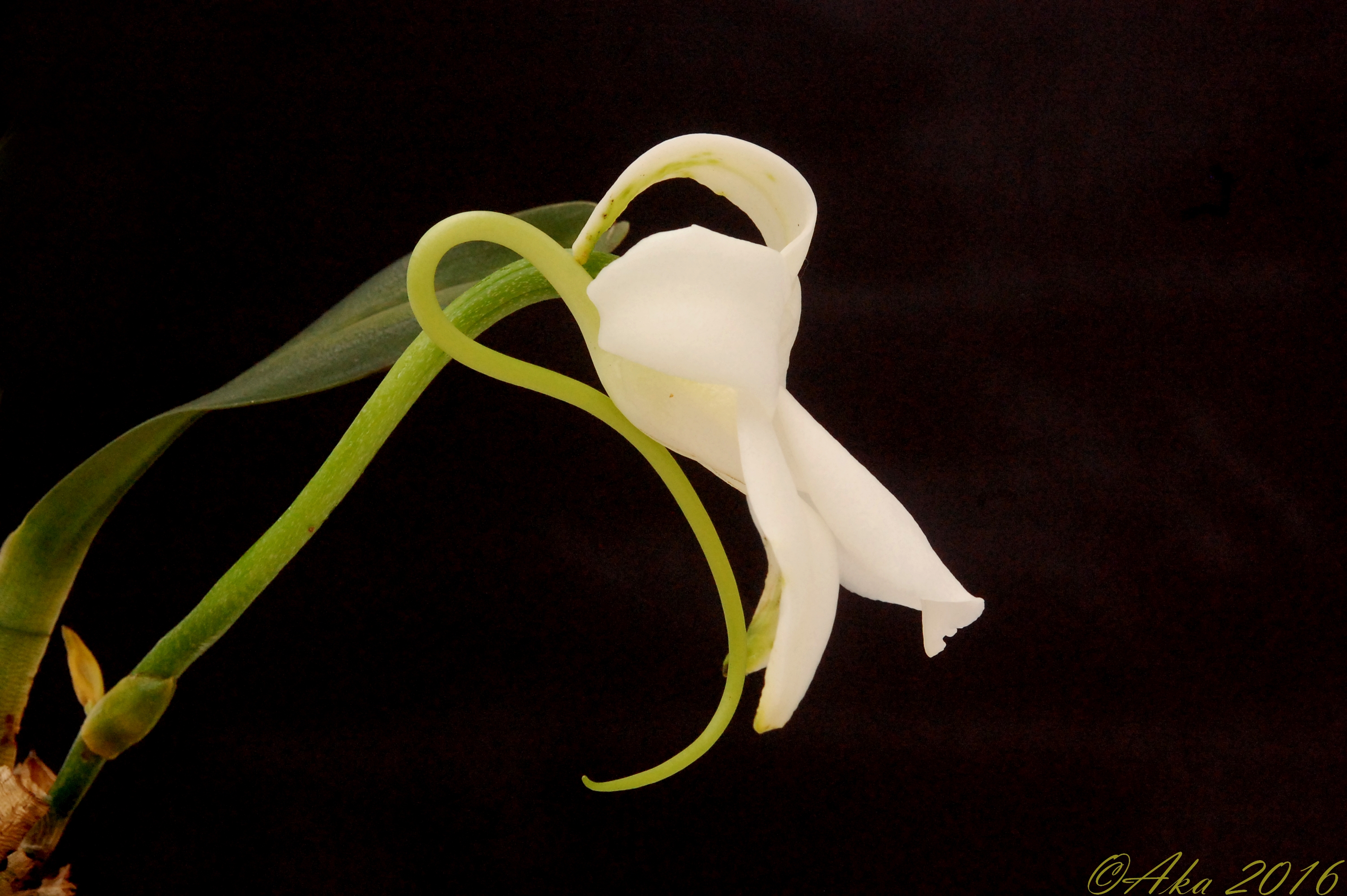 Angraecum magdalenae 202816juillet2