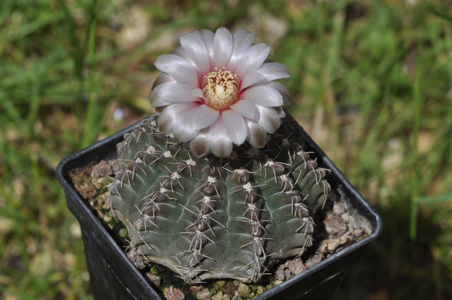 GYMNOCALYCIUM !!! - Page 4 202846quehlianium1120617002