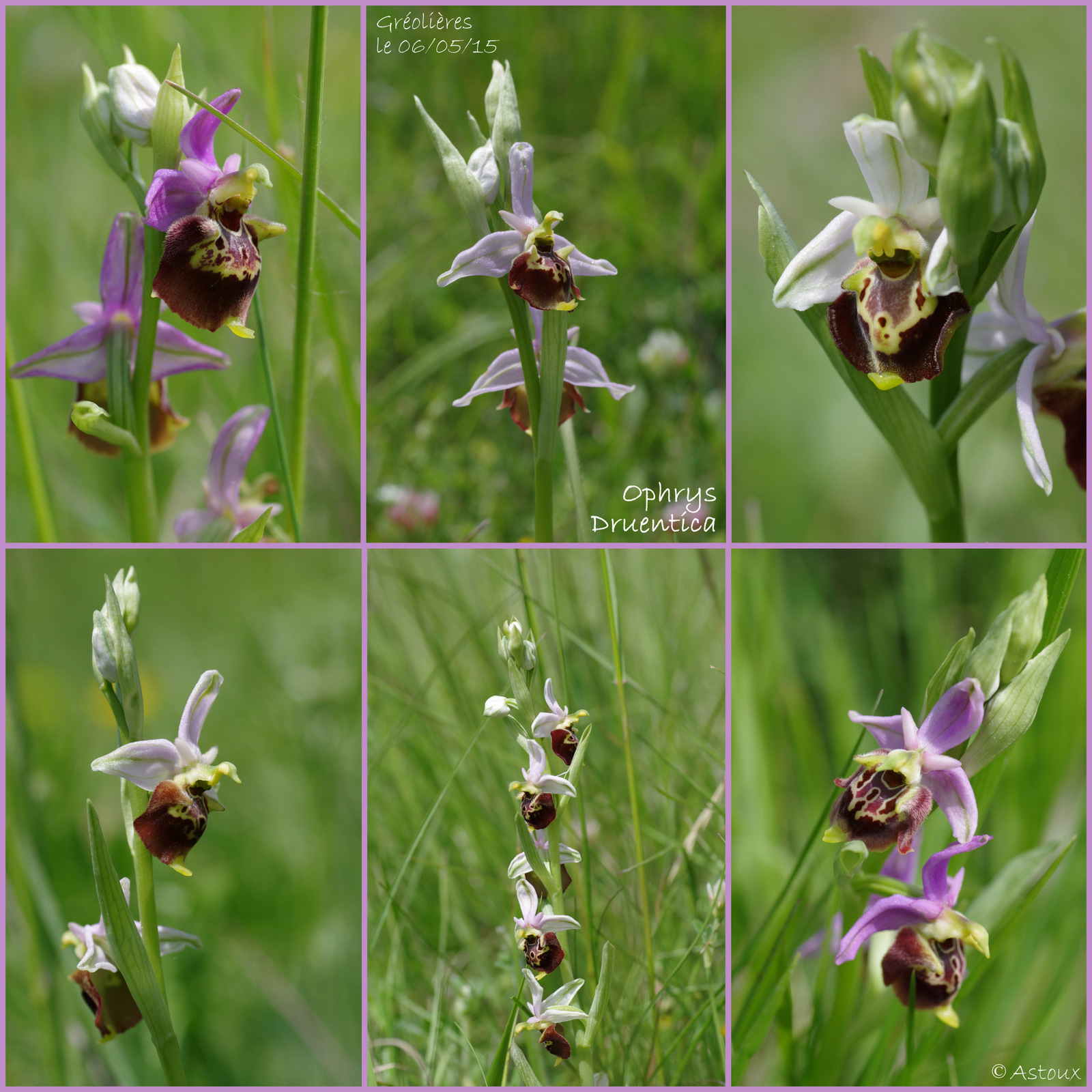 Ophrys druentica (Ophrys de la Durance) 203760SortieOrchides0605152