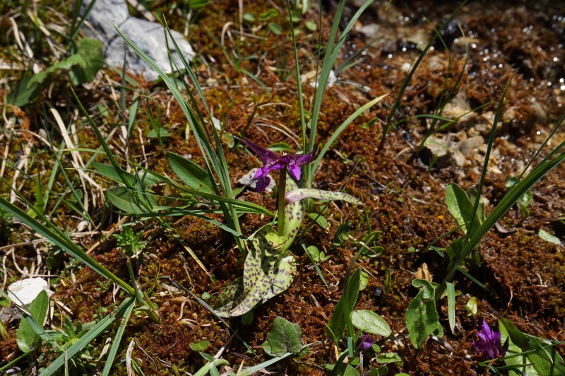 pas de carni mais de jolies plantes alpines ! 205761DSC03412