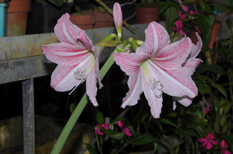 Hippeastrum reticulatum striatifolium 205872Hypeastrumreticulatumstriatifolium3