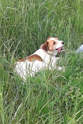 BASTON (croisé fox terrier mâle) 206027201505091505193bestshot