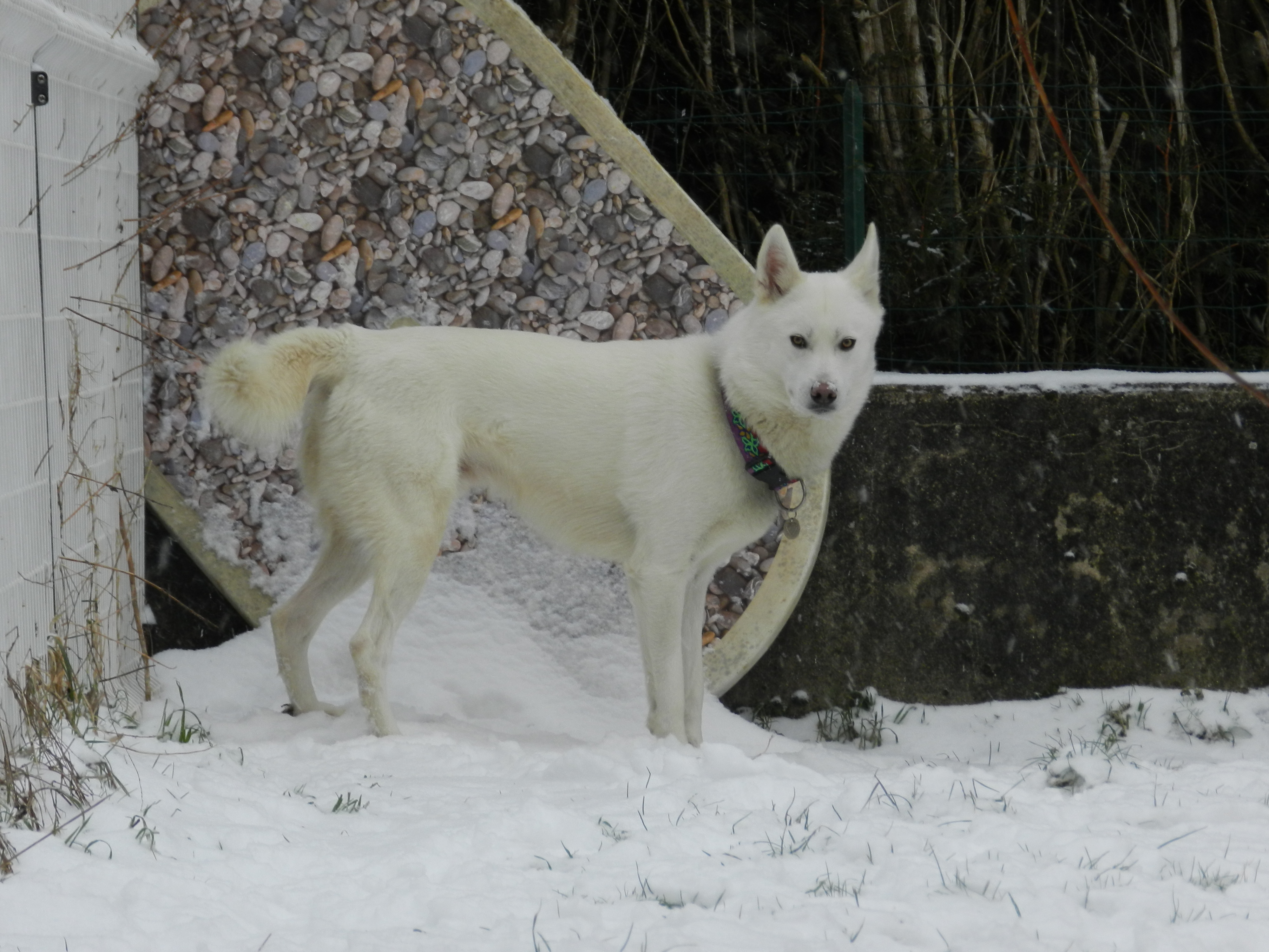 Husky Sibérien - Page 3 206337DSCN5701