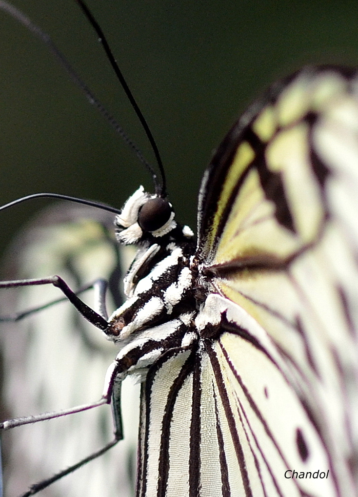 Papillons  3 208384DSC0067003