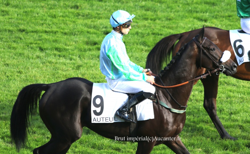 Photos Auteuil 9-10-2016 2085805J6A7855