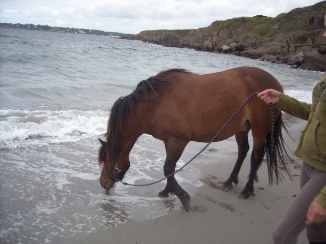 Domaine de Kerdianou...Vacances en Bretagne !!! - Page 2 208699DSCN1789