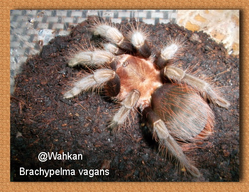 Brachypelma vagans 209475princesse2