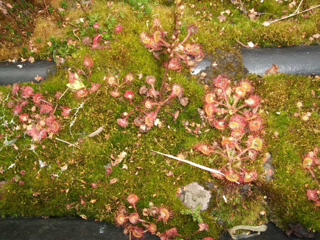 Ma tourbière - 3 ans après 209852Drotundifolia