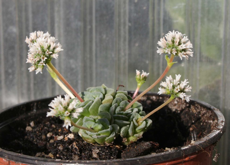 Crassula 'Celia' 209883crassulacvcelia