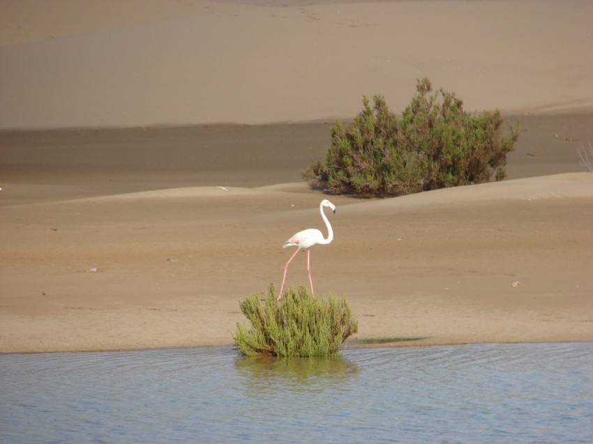 Le Grand Sud du Maroc - II 210180004