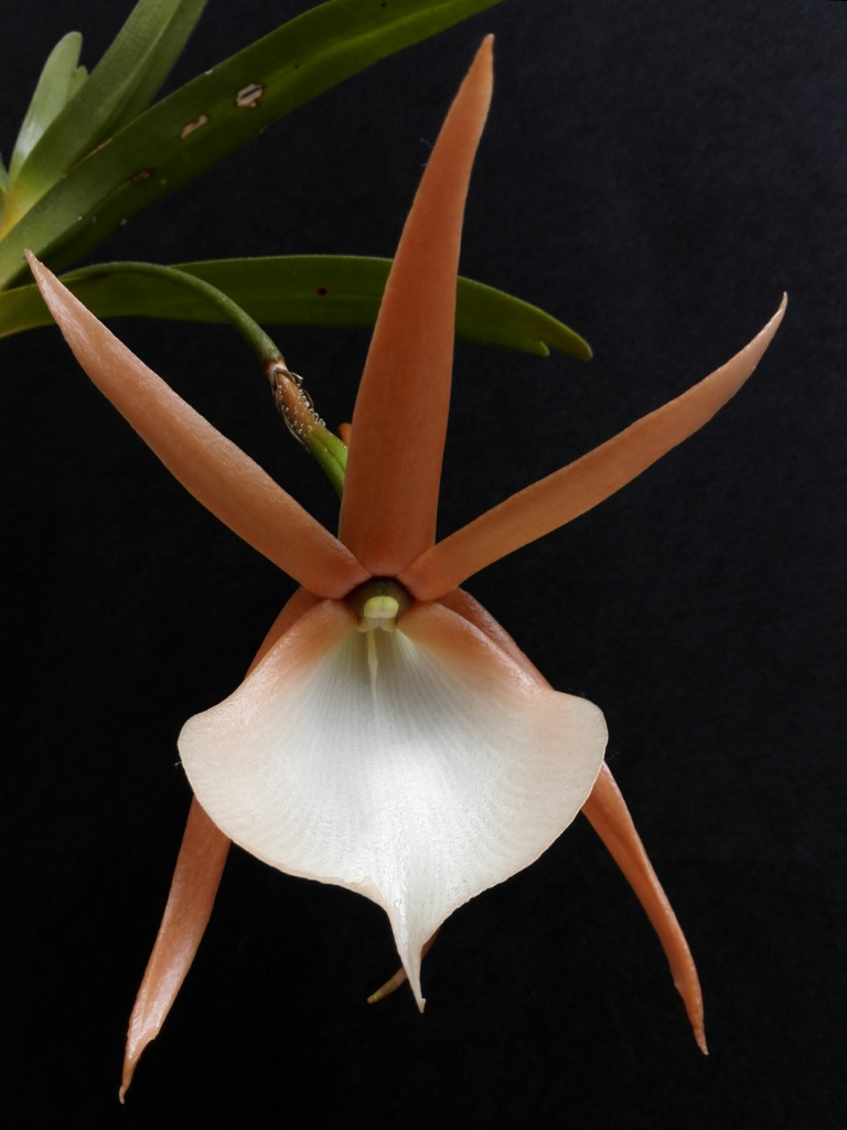 Angraecum viguieri - Page 2 210373DSC005401