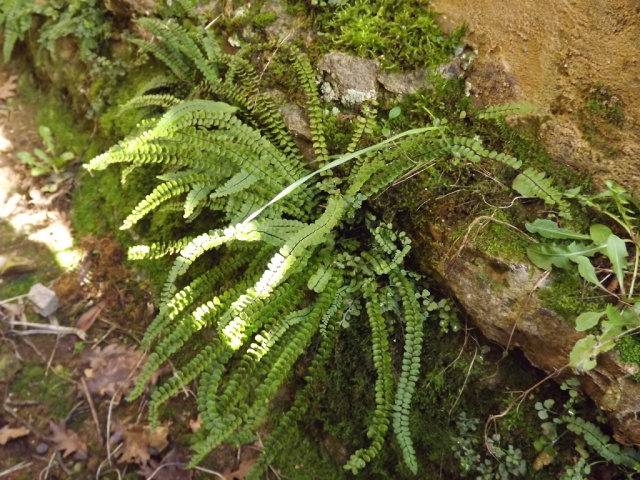 flore des vieux murs, rochers  et rocailles naturelles - Page 4 211255DSCF4901