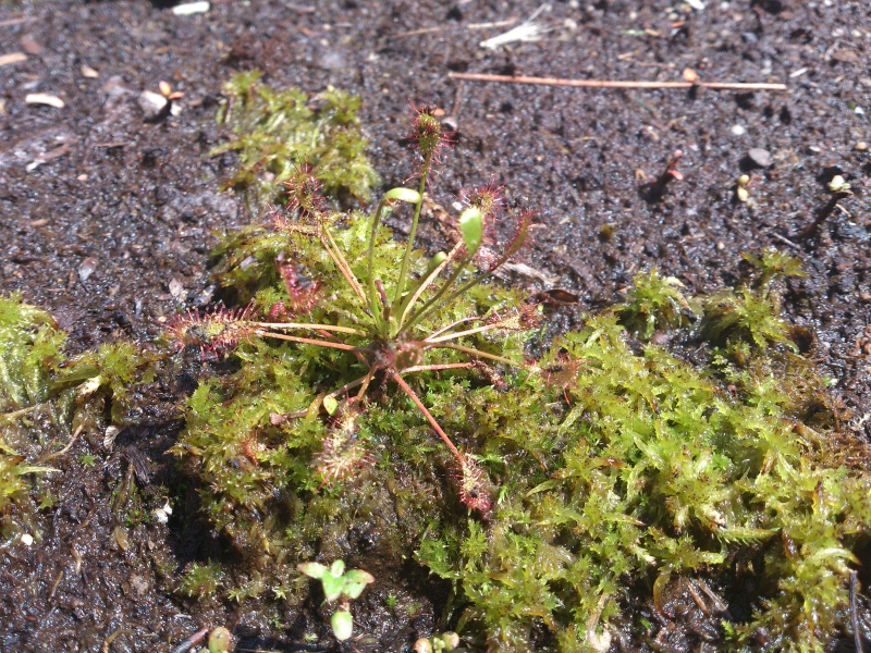 Drosera "Intermedia" 213192DSC00131