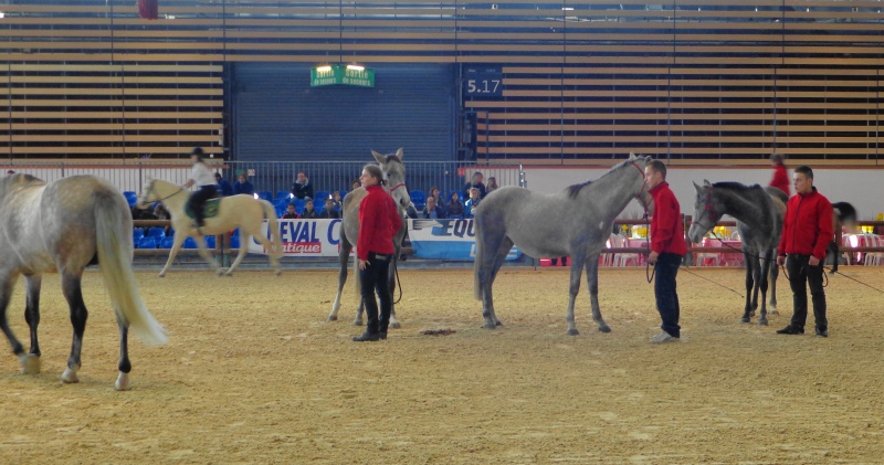 Présence barbe au Salon Equita (Lyon) 2013 213240DSC042192