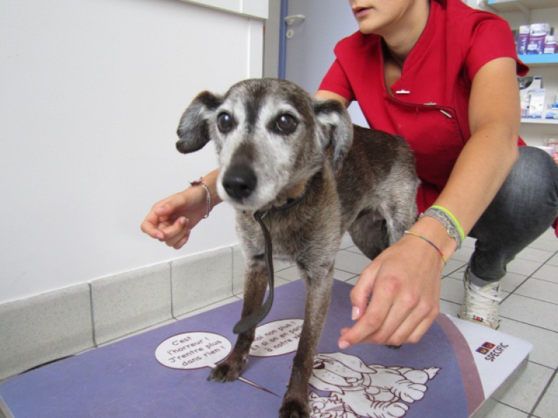 UN PANIER RETRAITE POUR BERGER QUI SERA EUTHANASIE 213671bergerimg04112