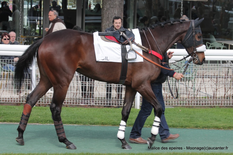 Photos Auteuil 27-03-2016 215090IMG9060