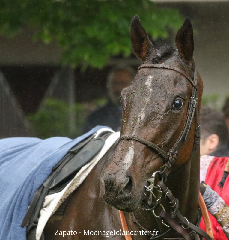 Photos Auteuil 22-05-2016 2154065J6A2577