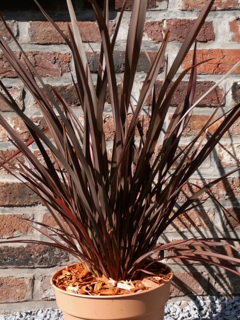 Phormium tenax - Page 2 215971DarkDelight