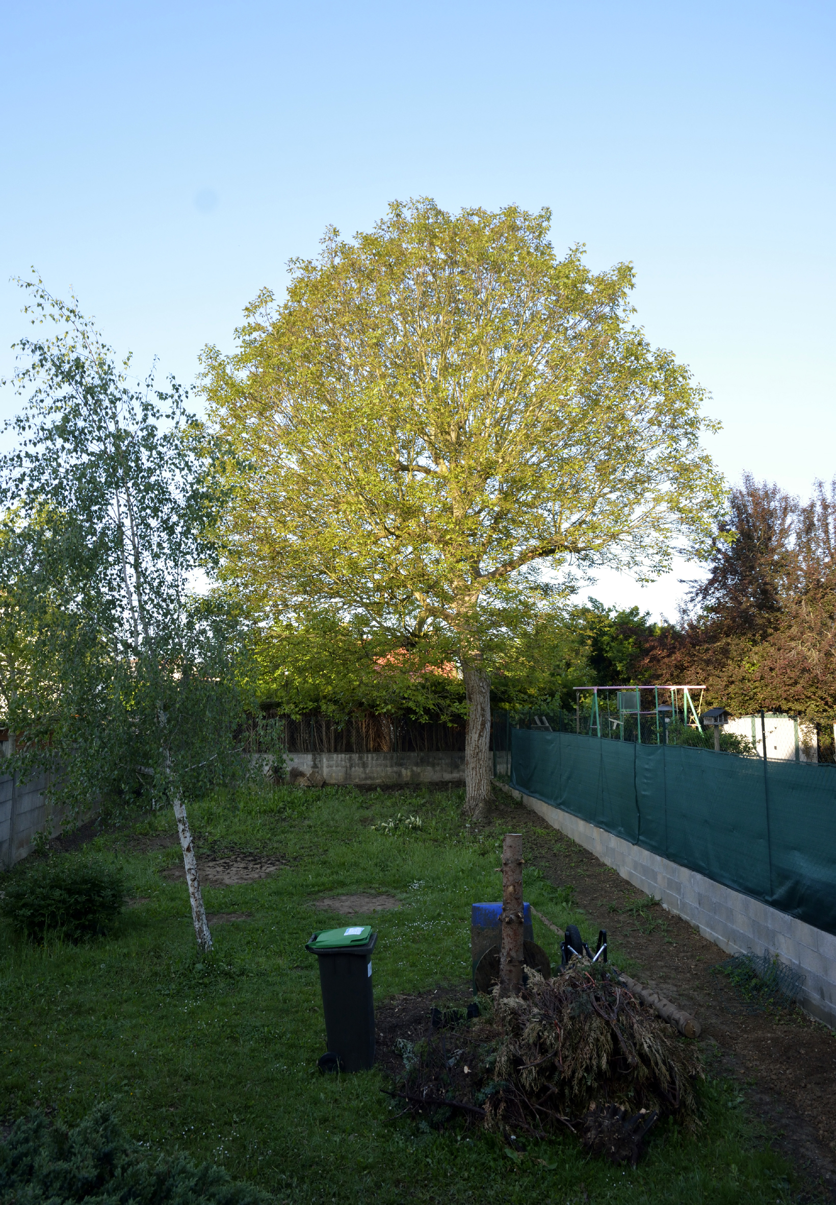 Juglans regia - noyer commun 216229DSC2383