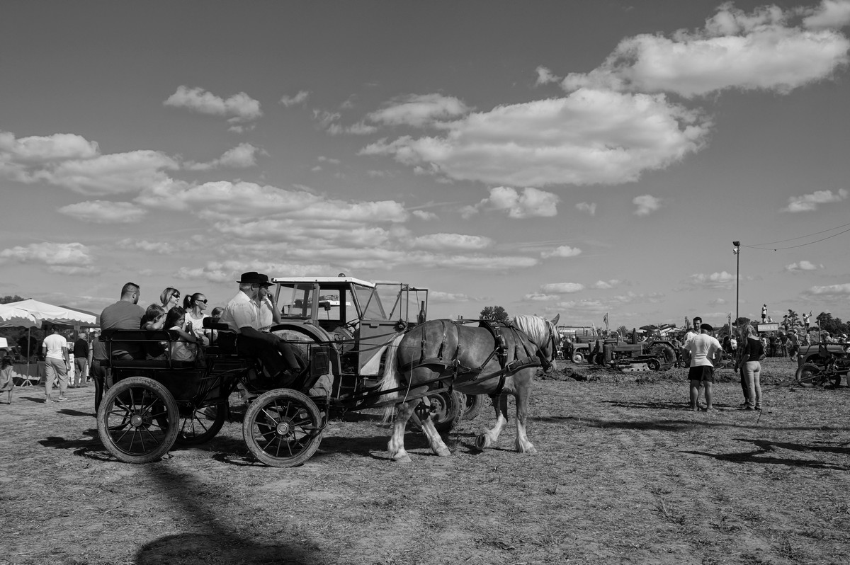 [Fil - Ouvert ] Chevaux - Page 7 216775DSC03168