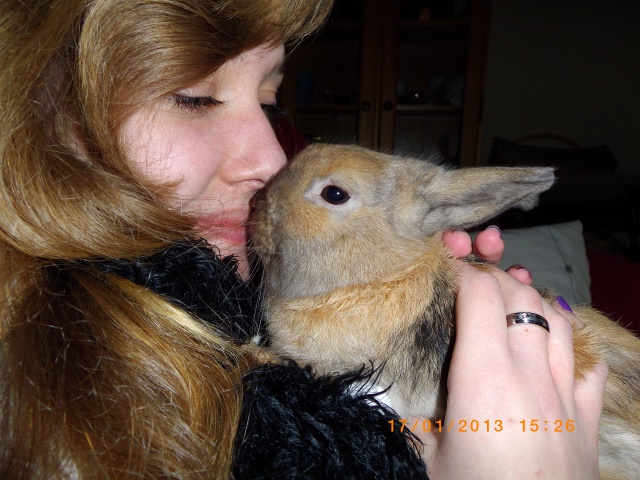 (Réservé) Romeo, lapin de 6 mois, Refuge FREE 217693IMGP0162