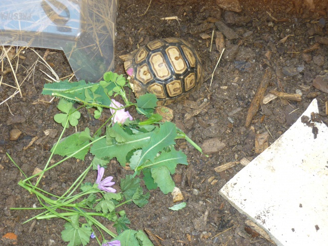 Tortipouss, ma petite Pardalis Babcocki 218480StigmochelysPardalisBabcocki9JUILLET20125