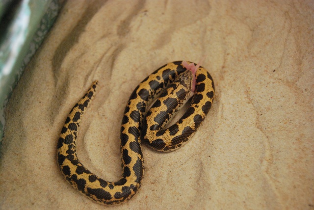 Ophidien : Gongylophis Colubrinus 218505DSC7381