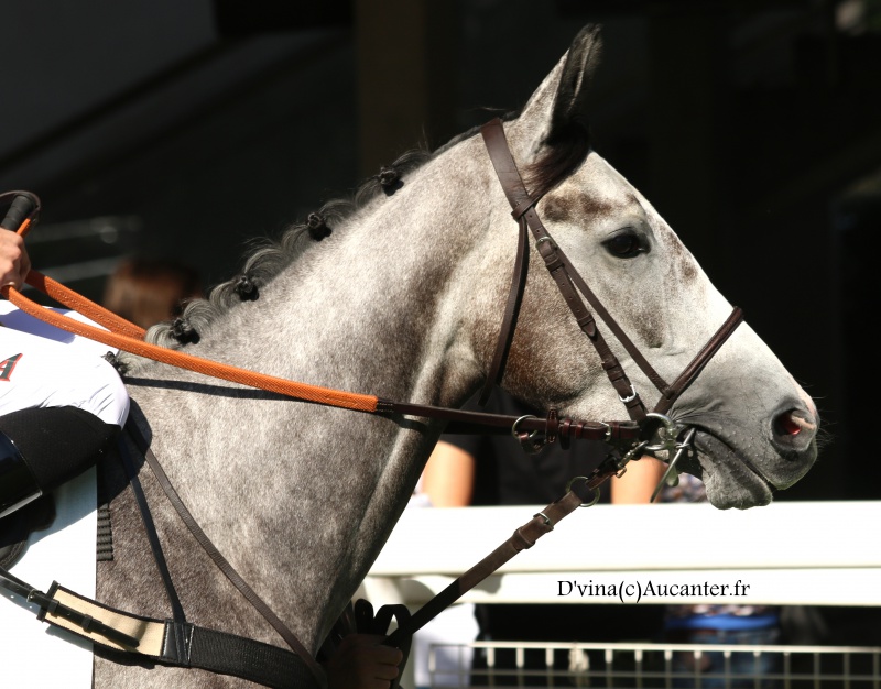 Photos Auteuil 24-09-2016 2186425J6A7137