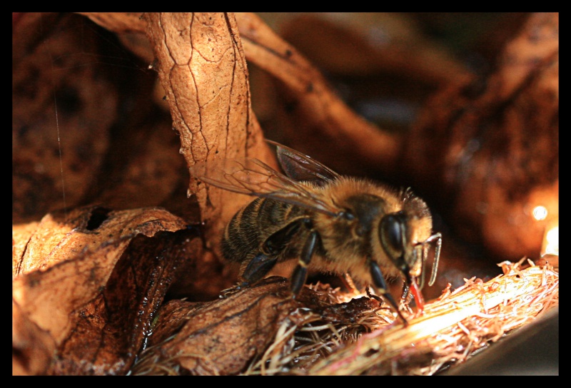 Les abeilles boivent-elles? 218788mange3