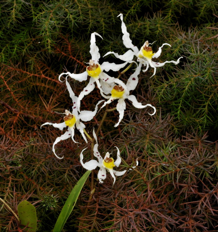 Oncidium (ex Odontoglossum) cirrhosum 219014Oncidiumcirrhosum