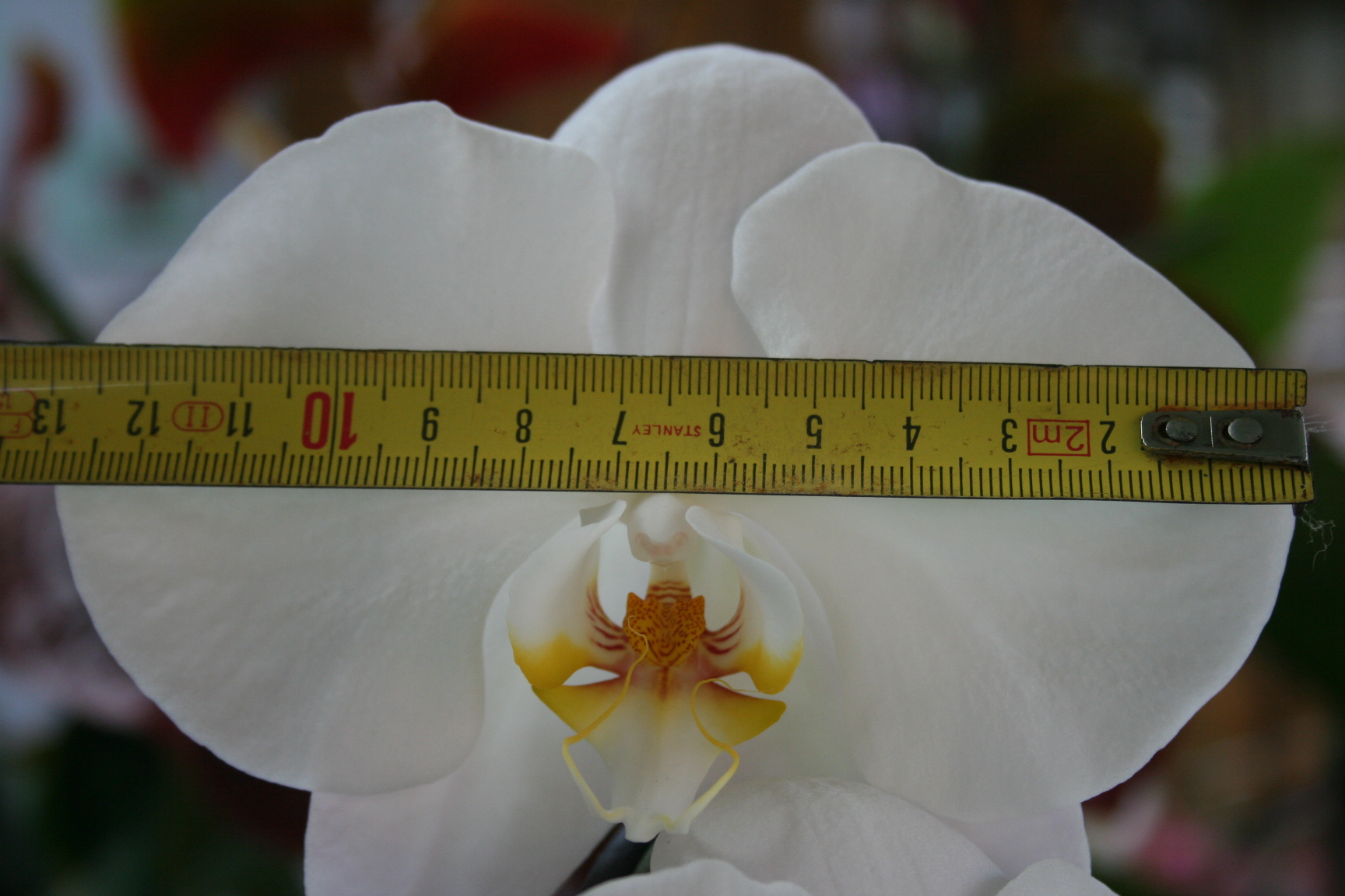 phalaenopsis blanc a grosses fleurs 219019IMG9621