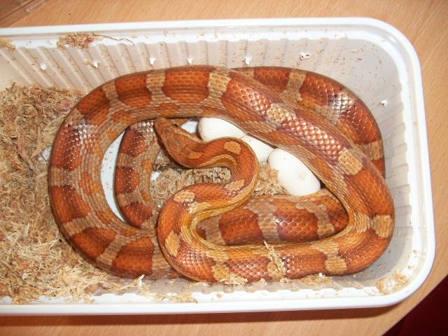 Meos Reptiles : Pantherophis Guttatus 2012 2207631003052