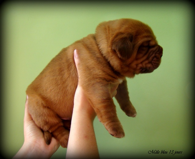 dogue - Kim z'orisku et Gentle Bazooka De la Tour gelée (Dogue de Bordeaux) 220994DSC03310