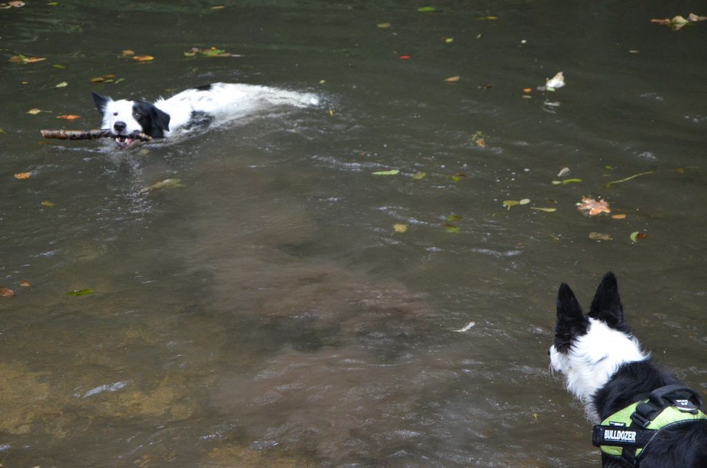 Bandit le cabri et Ivy la chipie (BC) 221630DSC2044