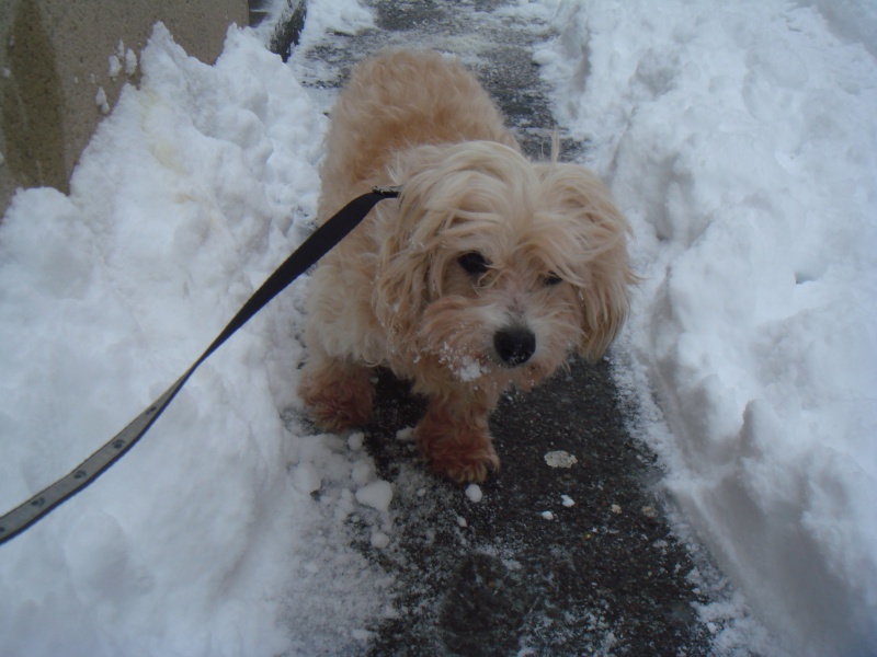 MILAINE F BICHON  12 ANS SPA GIEN (45) ADOPTEE PAR DAYSIE  - Page 2 221650DSC07313