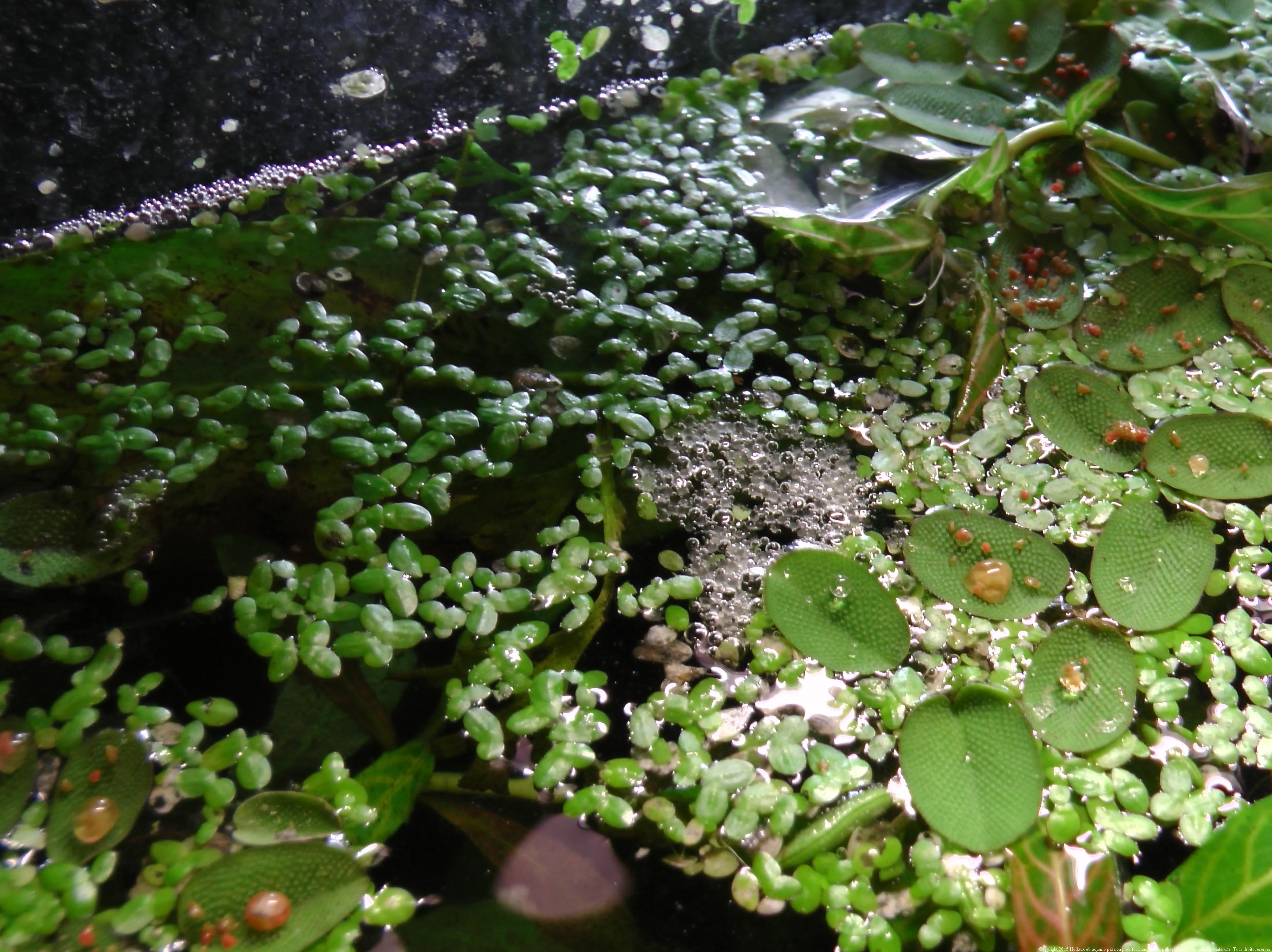 Gourami Miel : pondu ou pas pondu ? 222118GouramiMiel0075