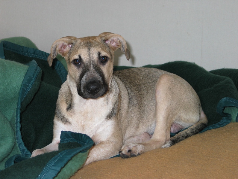 Lila, adorable chienne croisée, née en octobre 2011 222544IMG8071