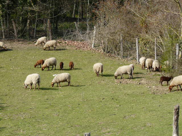 BALADE AU FIL DE L'EAU EN ILE DE FRANCE 222758020