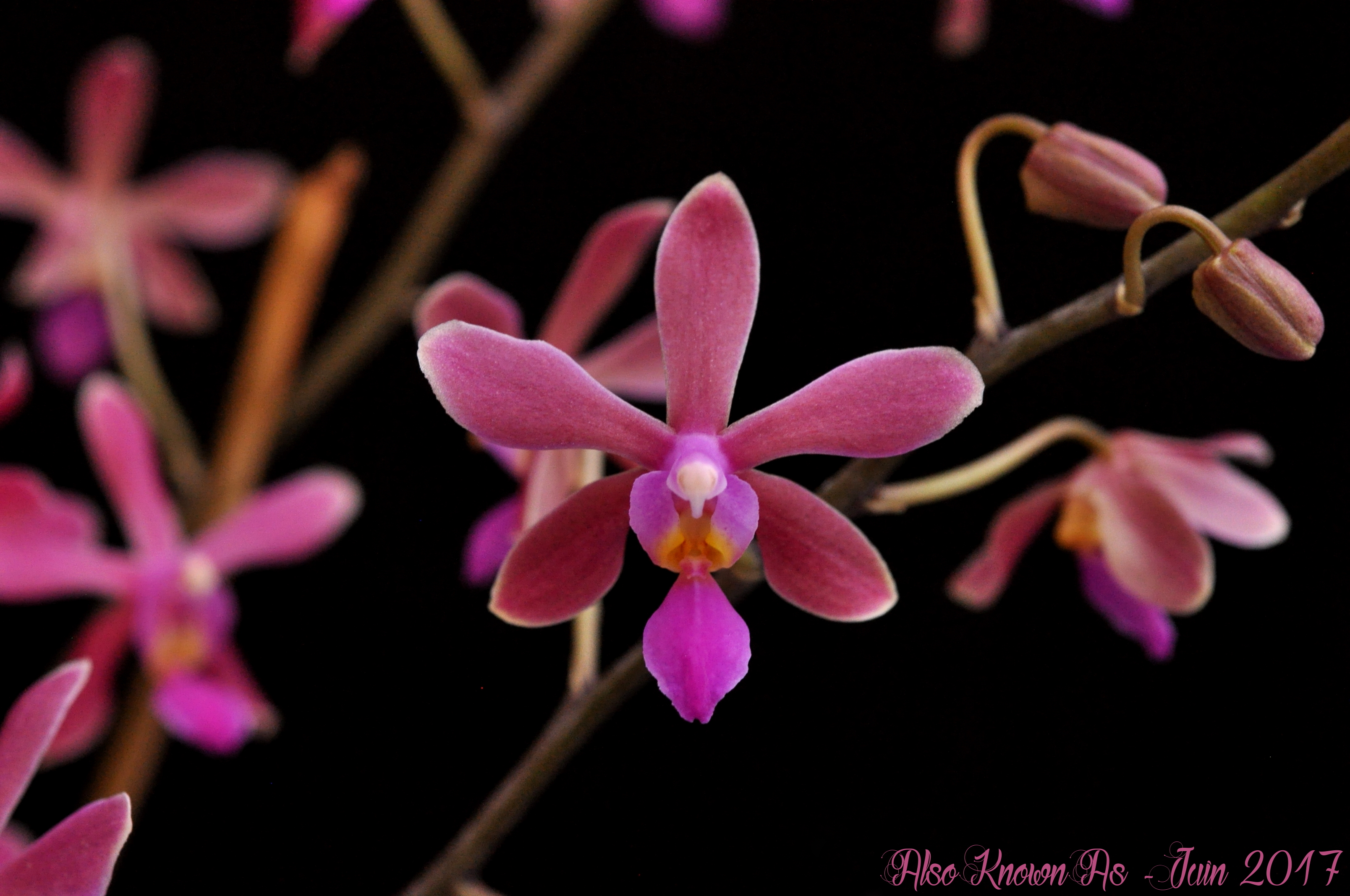 Phalaenopsis Braquestris Melmi (honghenensis x equestris) 222798braquestris2